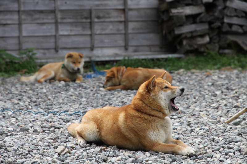 柴犬チャング