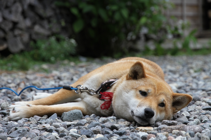 柴犬わらび