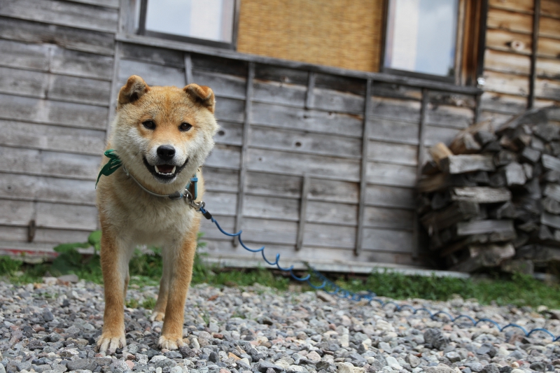 柴犬サンボ