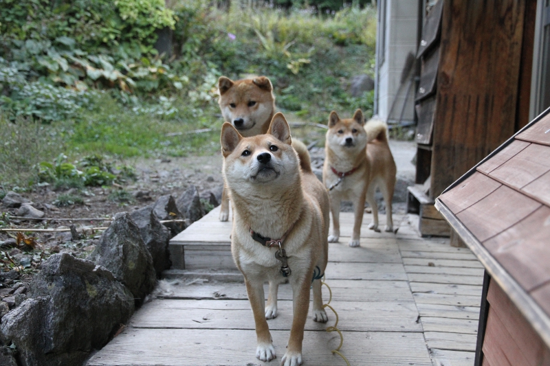 チャンわらサン