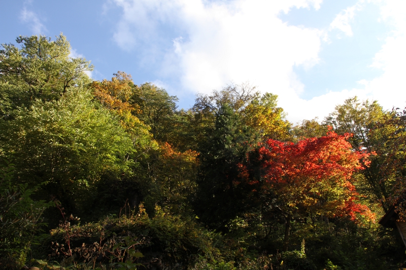 紅葉