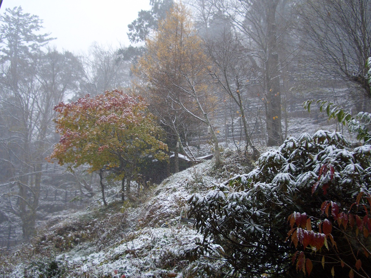 もみじと雪2