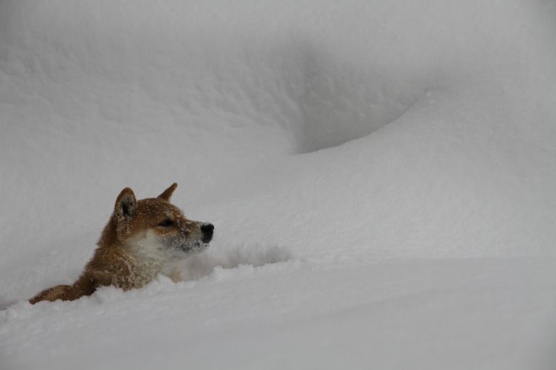 雪の中を泳ぐチャング