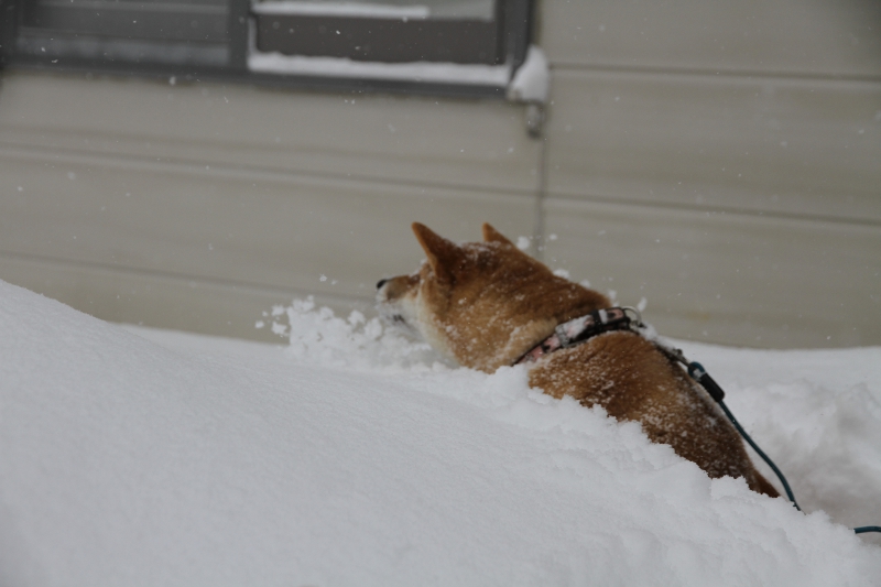 雪に埋もれるわらび