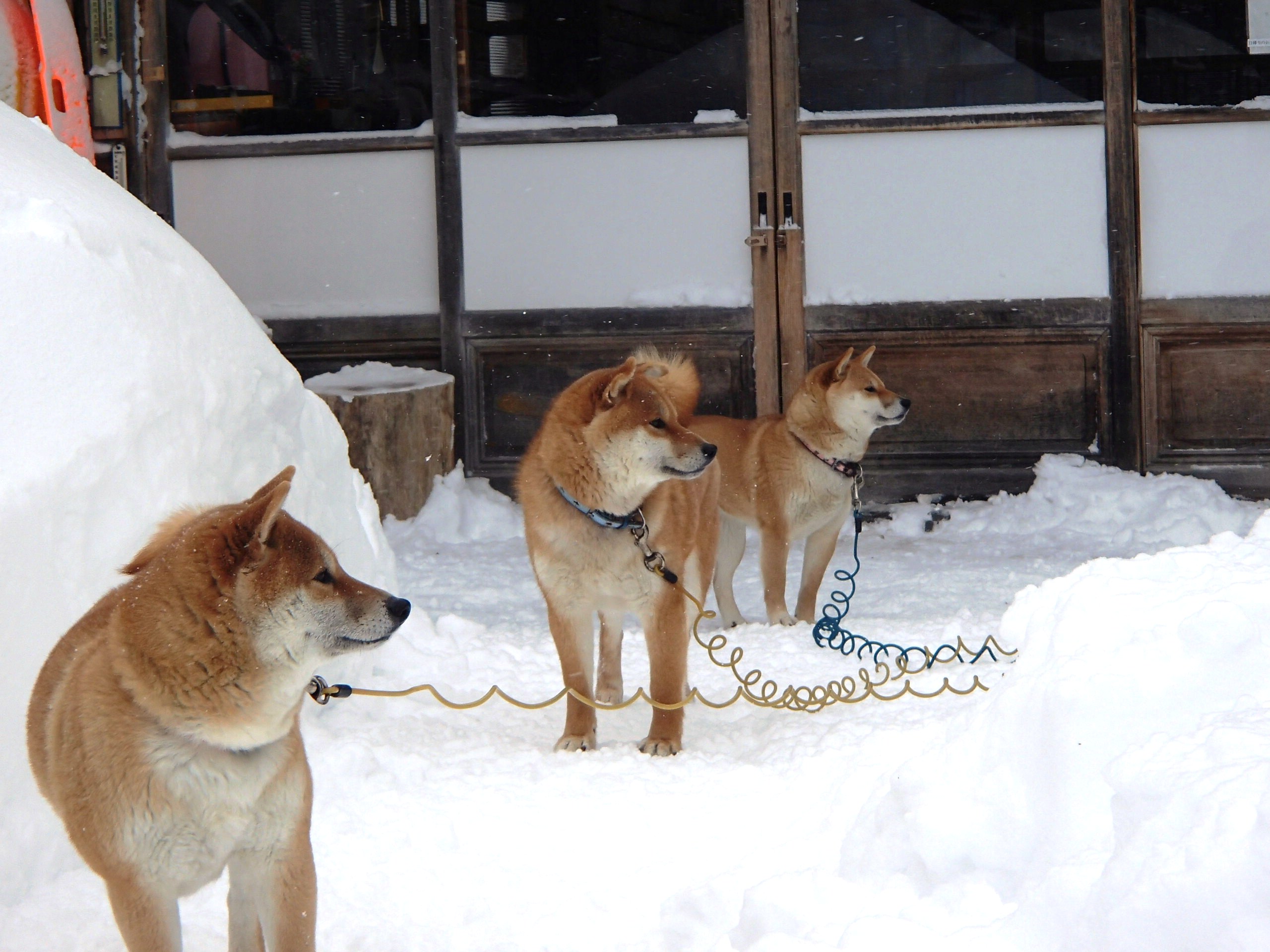 チャンわらサン