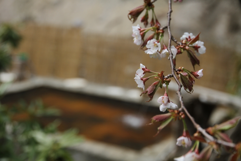 露天風呂の桜
