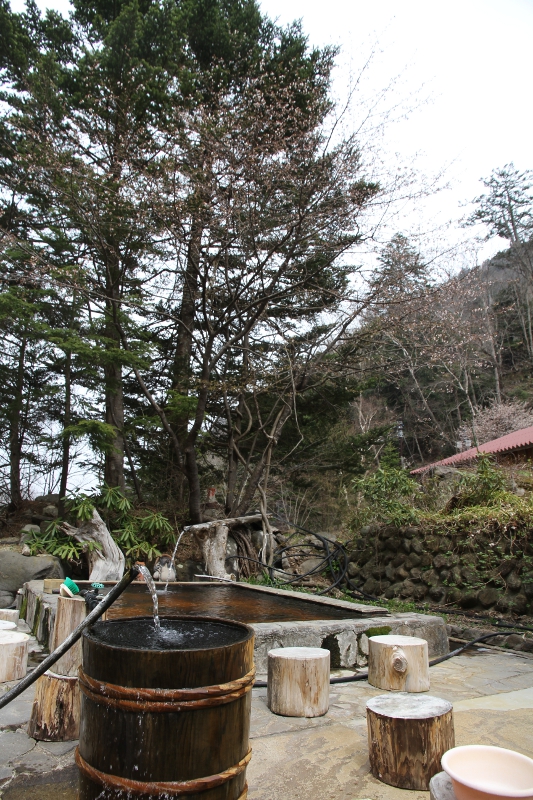 露天風呂の桜