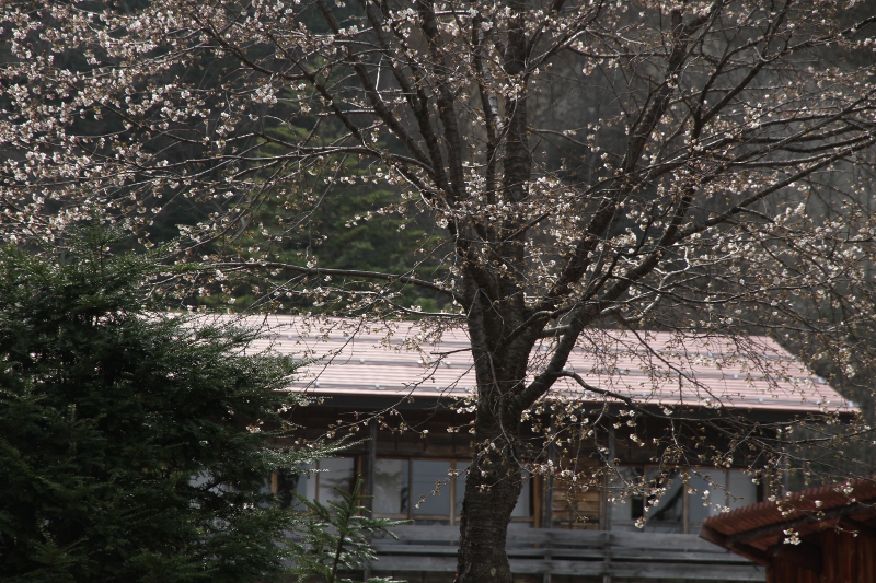 庭の桜