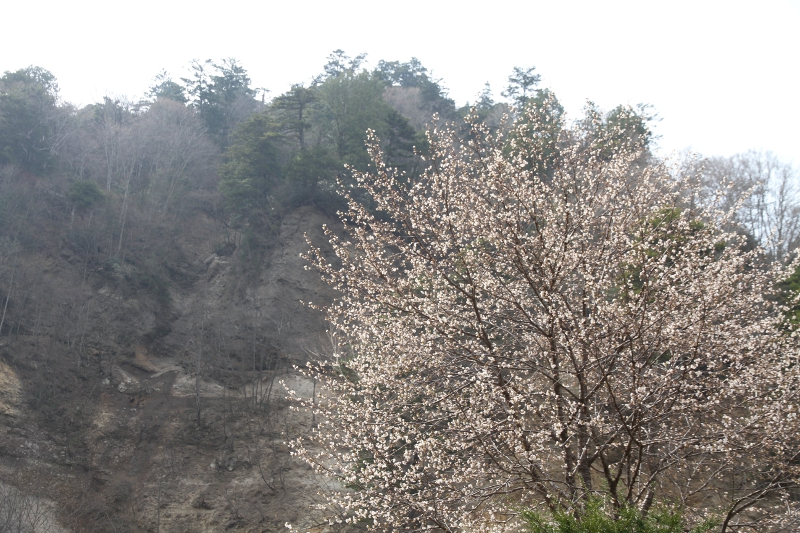 庭の桜