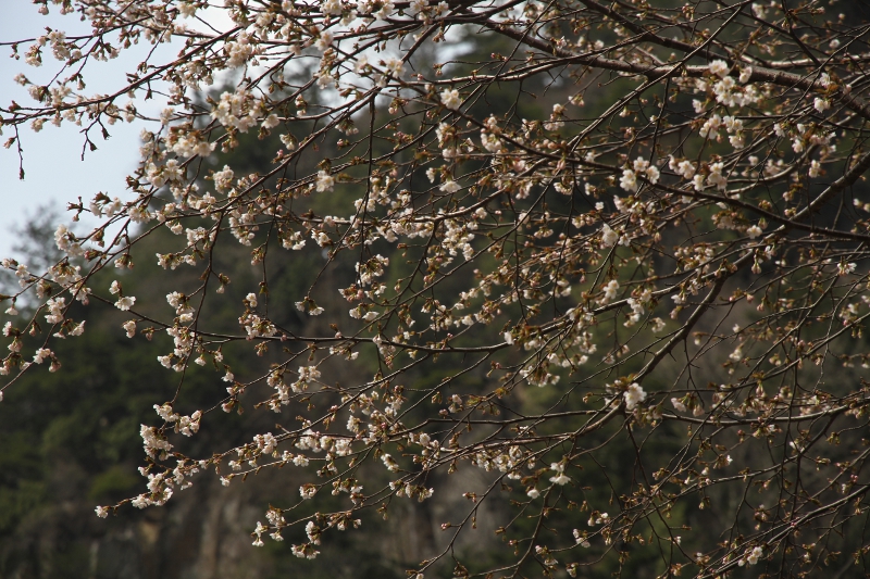 庭の桜