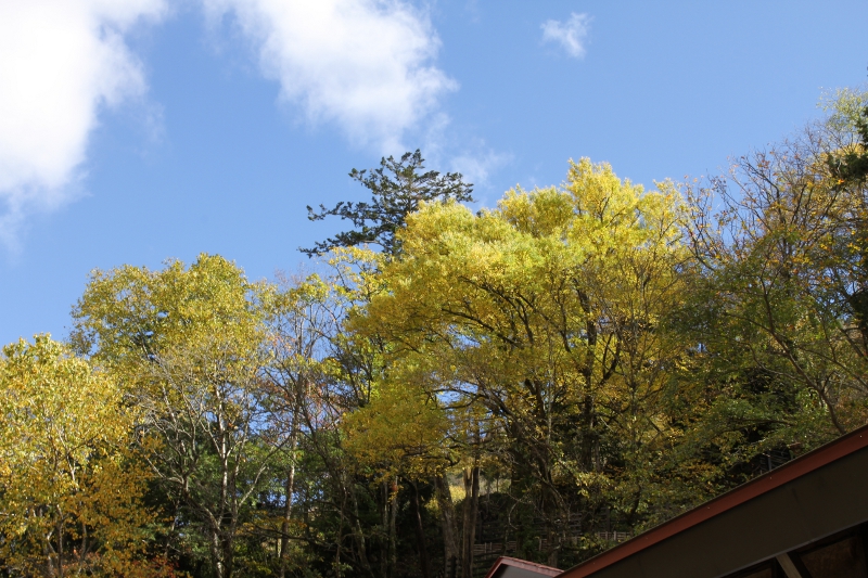 桂の木も黄色に