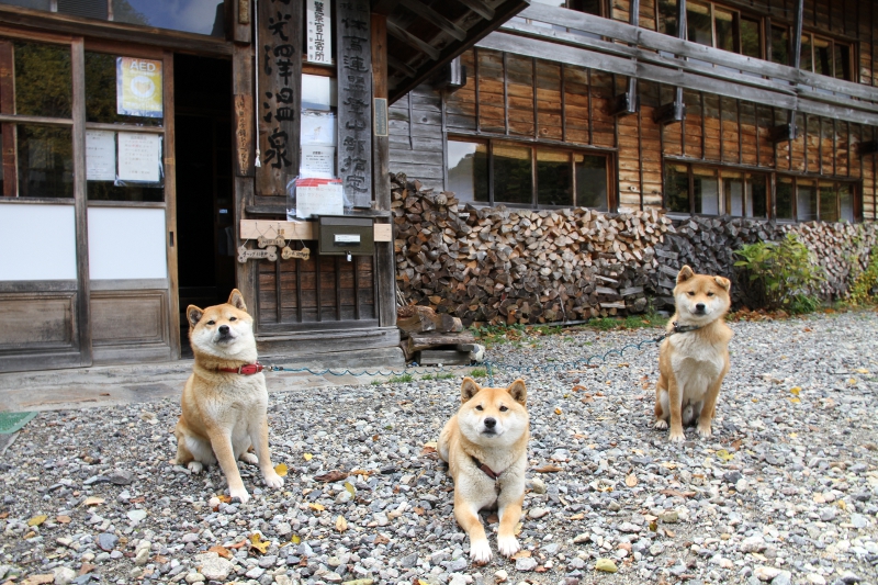 チャンわらサン