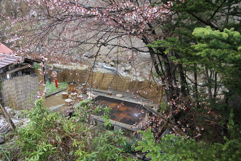 桜開花と露天風呂