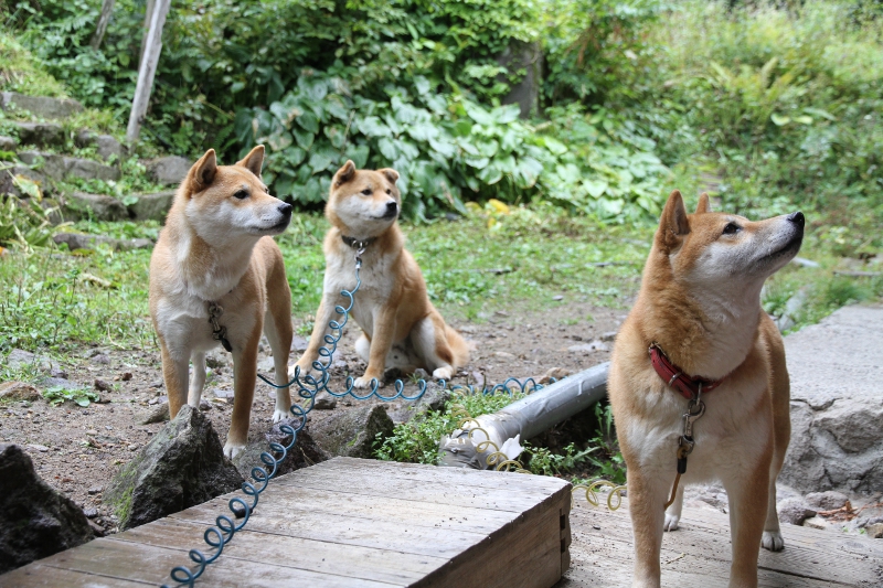 チャンわらサン