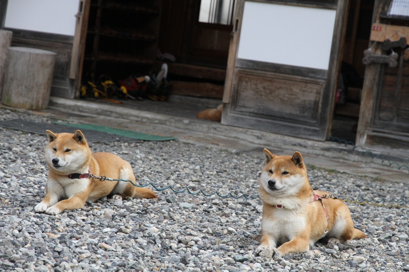 チャンわらサン