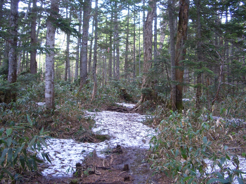 登山道