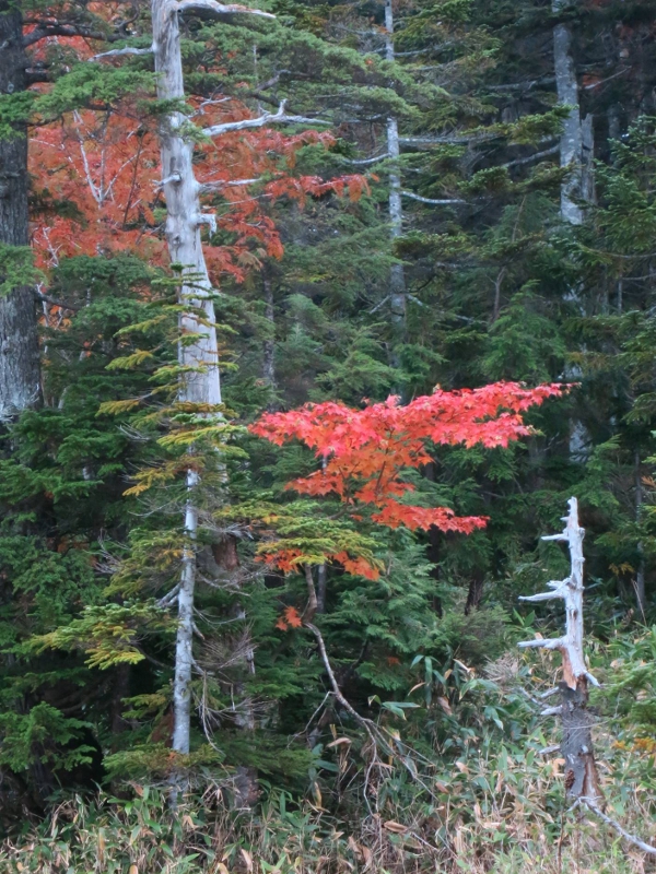 紅葉