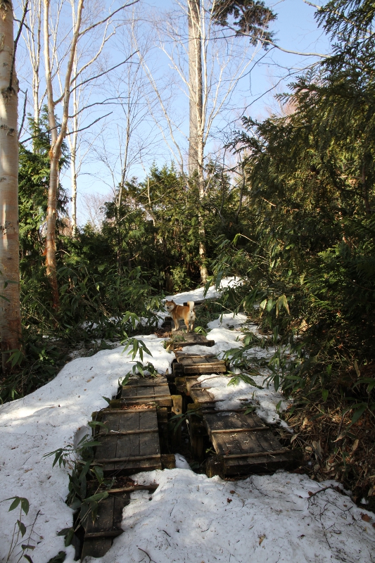 登山道