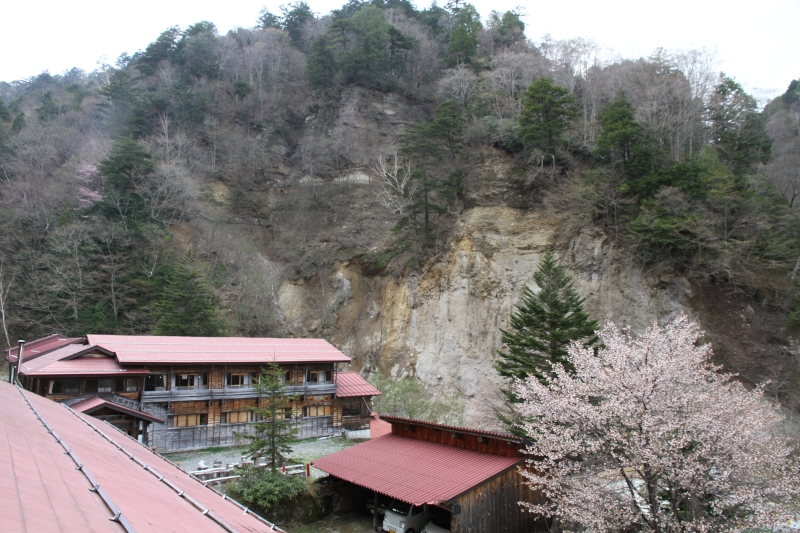 山桜