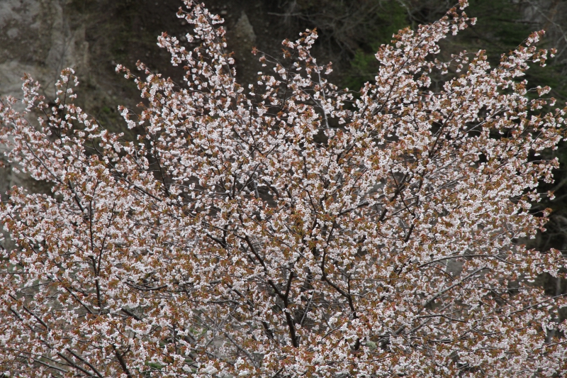 山桜