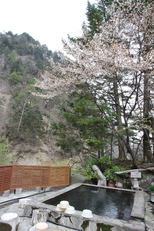 露天風呂の桜