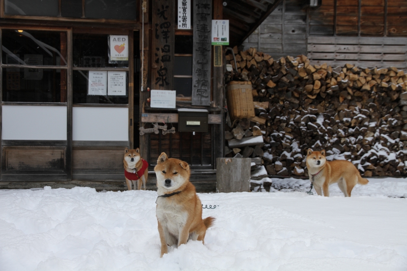 チャンわらサン