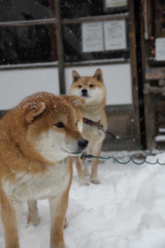 わらサン