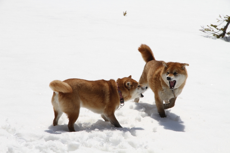 わらサン