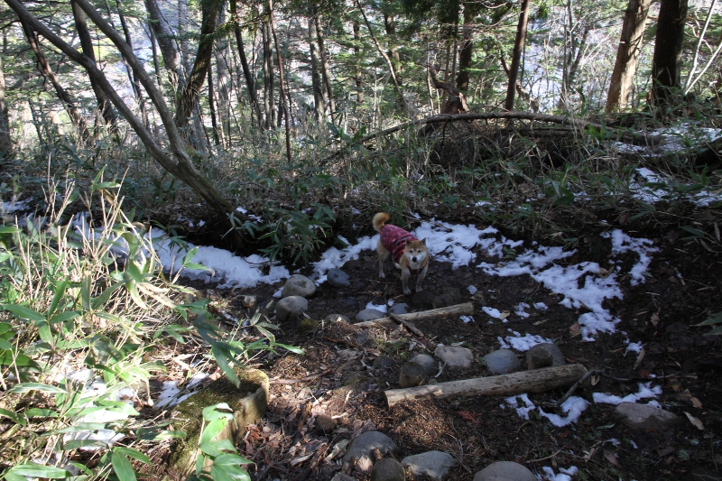 帰りの登山道