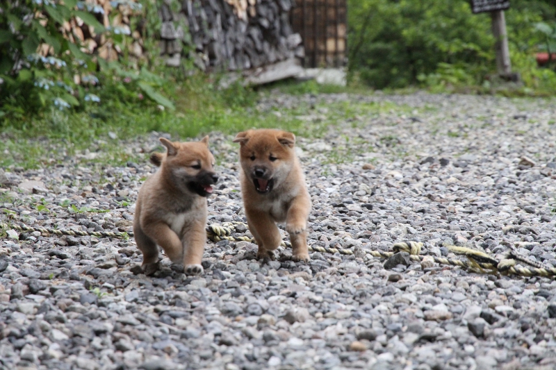 わらサン