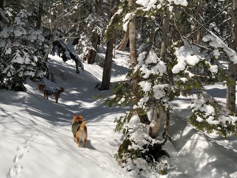 登山道マーキング